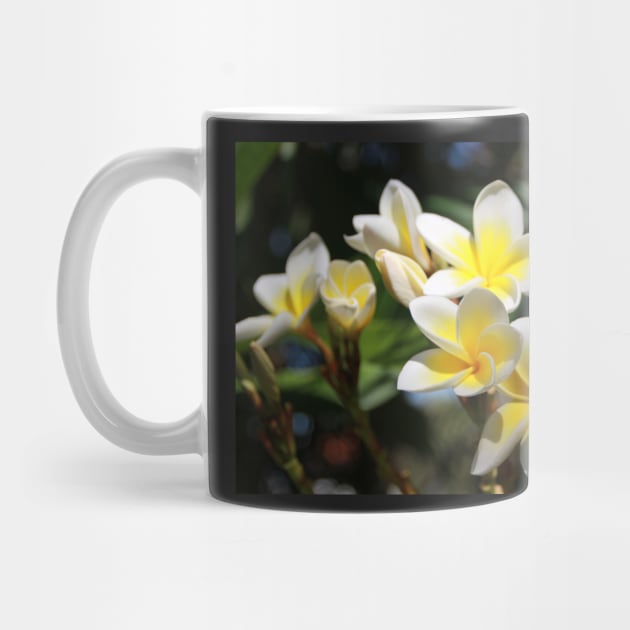 Frangipani by Kirkcov